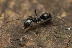 Teratomyrmex greavesi
