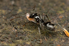 Teratomyrmex greavesi