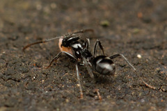 Teratomyrmex greavesi