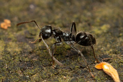 Teratomyrmex greavesi