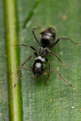 Teratomyrmex greavesi