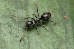 Teratomyrmex greavesi