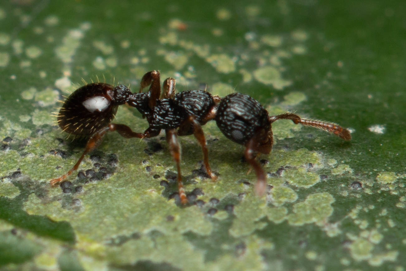 Podomyrma mjobergi