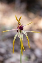 Caladenia arrecta