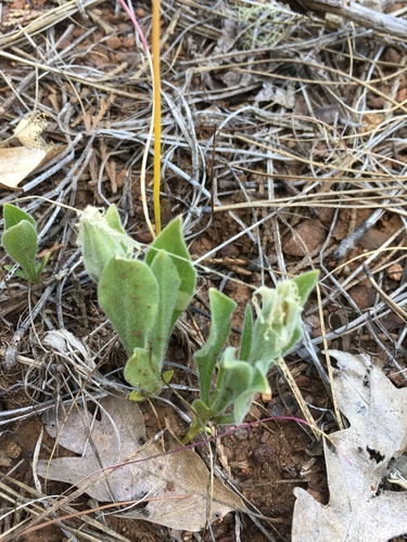 Image of Silene nelsonii by (c) Matt Berger, some rights reserved (CC BY)