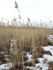 Phragmites australis