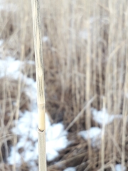 Phragmites australis