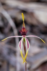 Caladenia arrecta