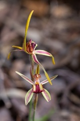 Caladenia arrecta
