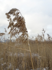 Phragmites australis