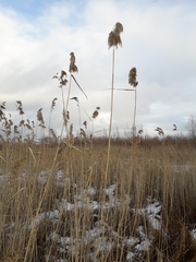Phragmites australis