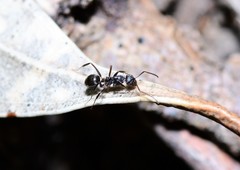 Prolasius