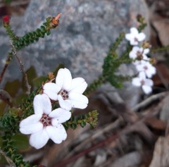 Adenandra brachyphylla