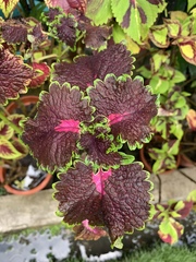 Coleus scutellarioides