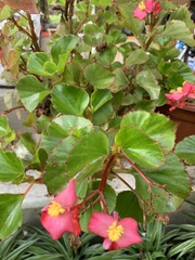 Begonia