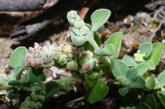 Chenopodium desertorum