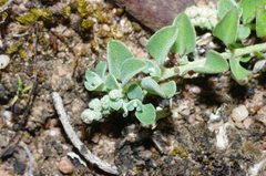Chenopodium desertorum