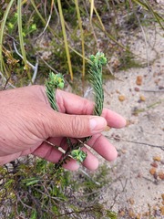 Euphorbia genistoides