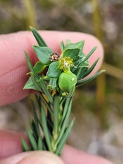 Euphorbia genistoides