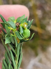Euphorbia genistoides