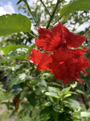 Hibiscus