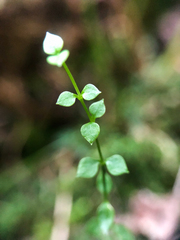 Stellaria crispa