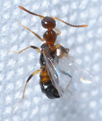 Myrmecocephalus