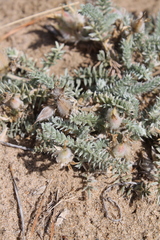 Oxytropis lanata