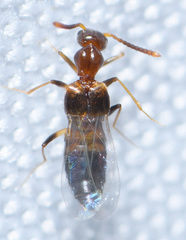 Myrmecocephalus