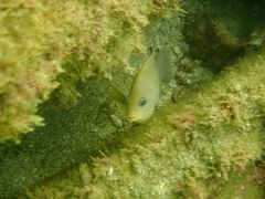 Stegastes rectifraenum