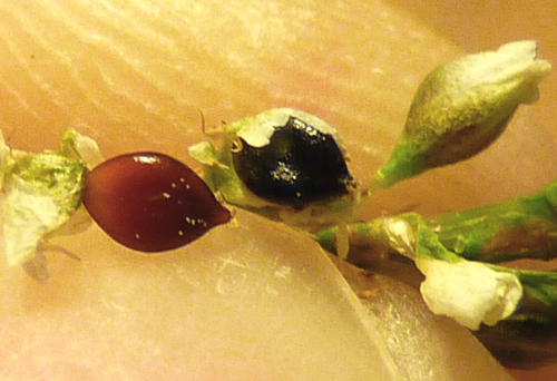 Persicaria punctata