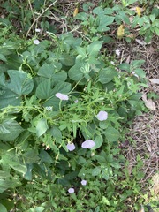 Convolvulus erubescens