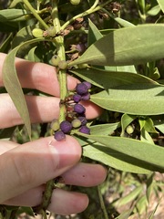 Myoporum boninense