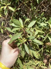 Myoporum boninense