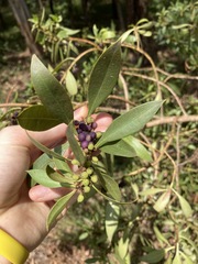 Myoporum boninense