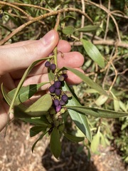 Myoporum boninense