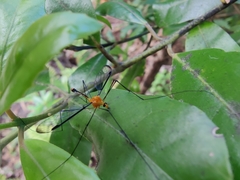 Aurotipula clara