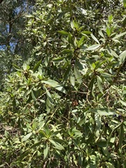 Myoporum boninense