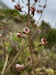 Eulophia bolusii