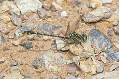 Austrogomphus australis