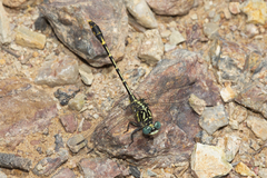 Austrogomphus australis