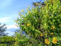 Tithonia tubaeformis