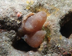 Ascidia mentula