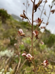 Eulophia bolusii