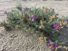 Oxytropis lanata