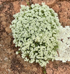 Scleranthus pungens