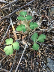 Tauschia glauca