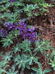 Lupinus onustus