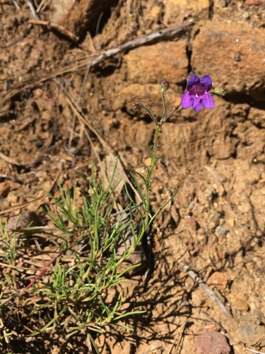 Image of Thread-Leaved Beardtongue (Penstemon filiformis) by (c) Matt Berger, some rights reserved (CC BY)