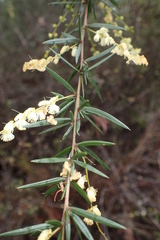 Acacia riceana
